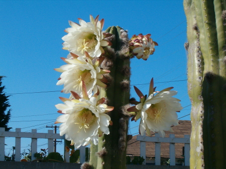 My cactus flowers