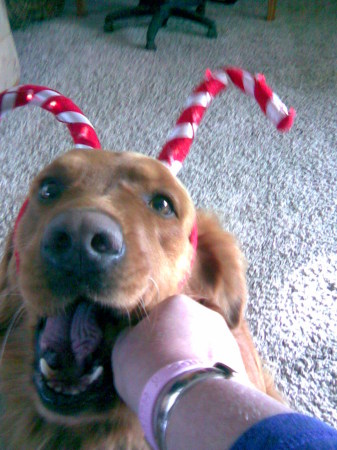 Bailey my Golden Reteiver