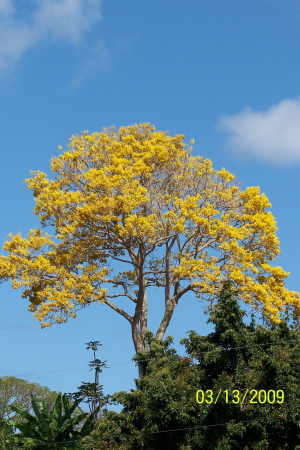 Golden Jacaranda