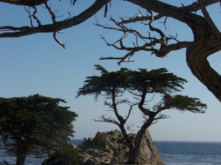 Lone Cypress Monterey