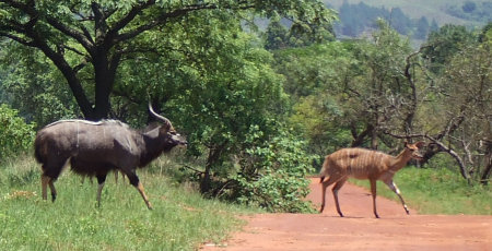 Nyala male and femal