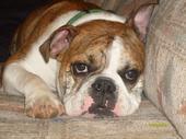 are english bull dog ozzy