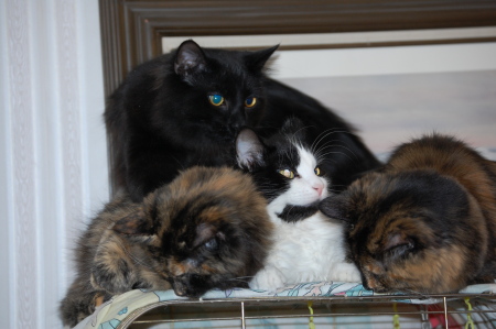 Hanging out on the bird cage