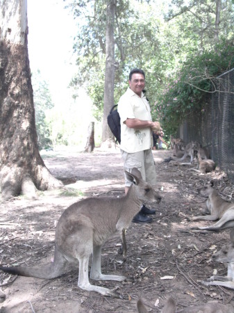 Lary mingling with the kangaroos