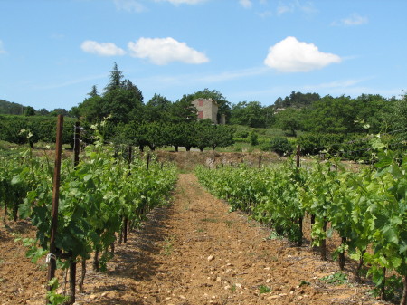 Typical Provencal vineyard...ummmm!