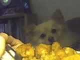 Scammin' on Tater Tots