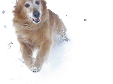 My golden retriever Aurora playing in the snow