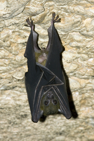 Sleeping Fruit Bat