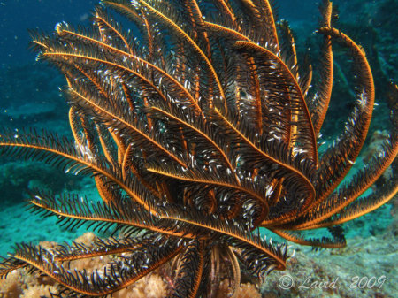 Yellow and Black Feather Coral