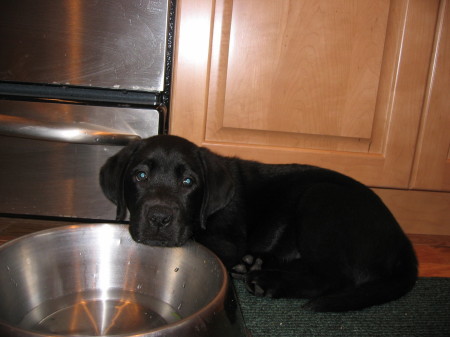 Cappy at 9 weeks