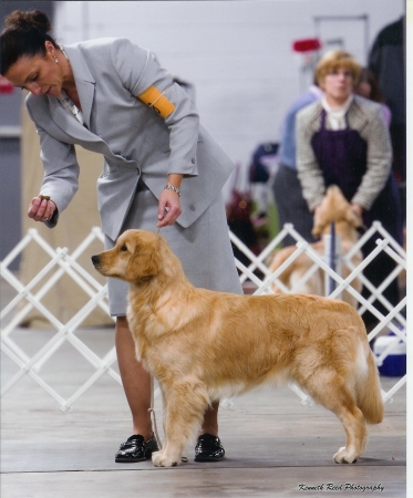 One of my Golden Retrievers at a Dog Show