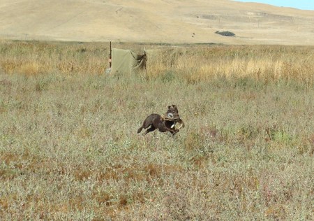 Cabo 16 mo's old - Hunt test 10-3-09