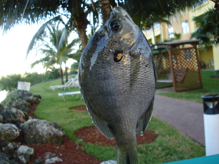Fishing in Doral,Florida