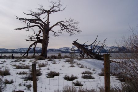 Winter solitude