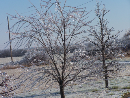 tree with ice in front yard