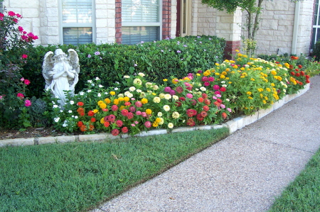 Foster's zinnias and roses