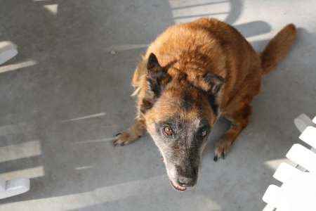 Neiko the Belgian Malinois.