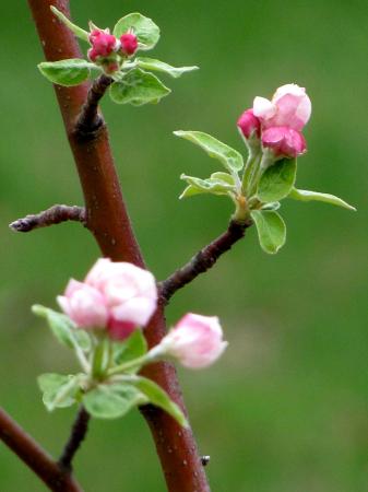 apple blossom 1