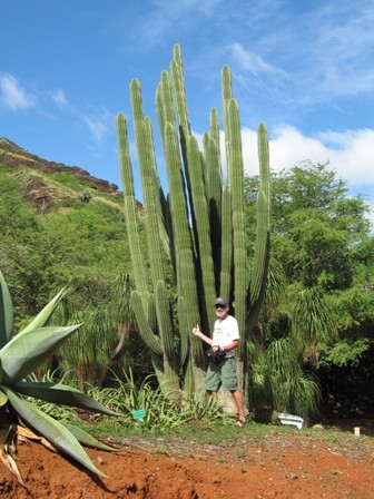 koko gardens