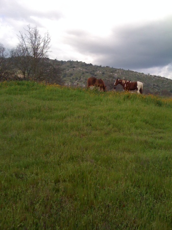 Houdi & Patina grazing!