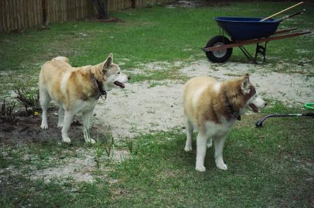 Huskies Helping