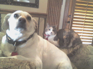 the dog and cat