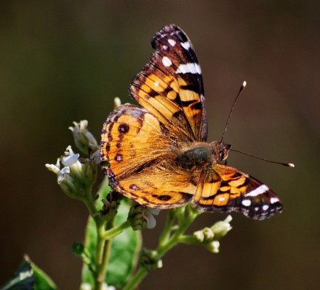 Fall Butterfly