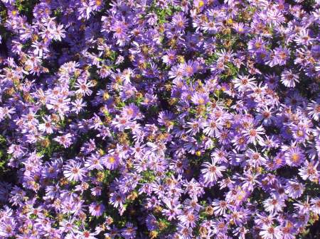 Purple Flowers I saw ; great color