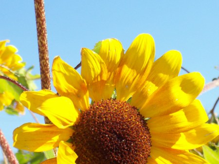 Large Summer Sunflower