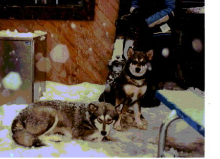 Nothing like a graywolf and her pup