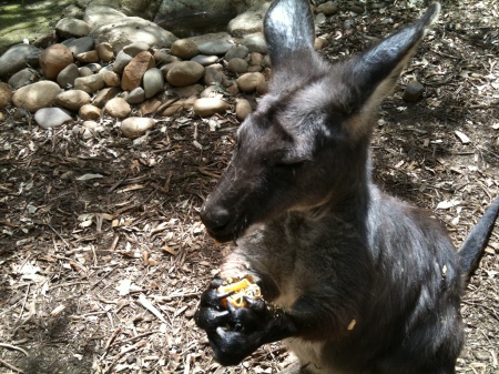 Kangaroo - Sydney