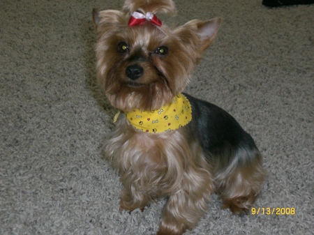 Female Yorkie