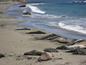 Elephant seals sunbathing on the Beach