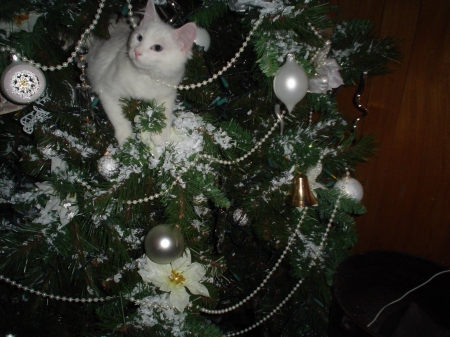 Cats in the Christmas tree.