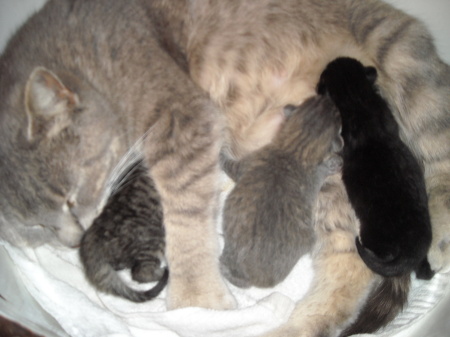 Newborn Kittens