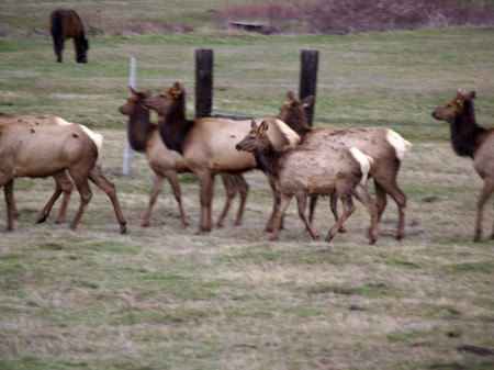 HOME SURROUNDED BY ELK