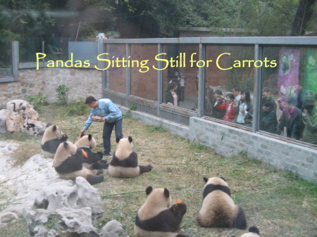 Pandas in the zoo, China