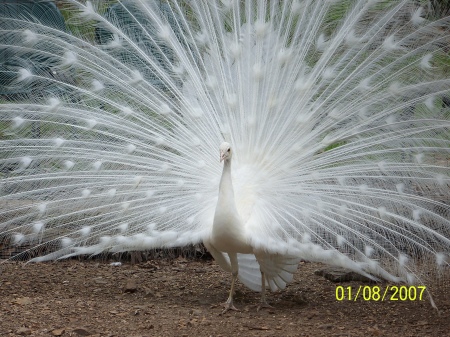 Beautiful Peacock