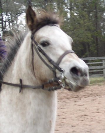 My Horse Sandi