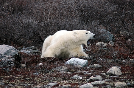 Unhappy Polar Bear