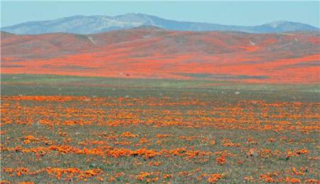 poppies in Palmdale, CA