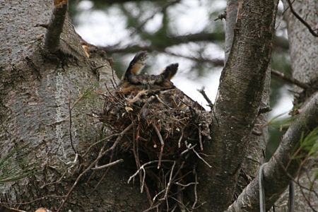 Great Horned Owl on nest