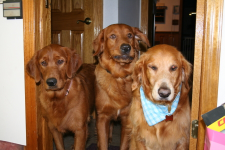 Maggie Mae & Achilles (1)  & Austin (11)