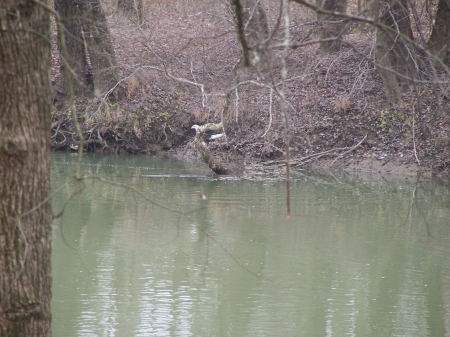 bald eagle