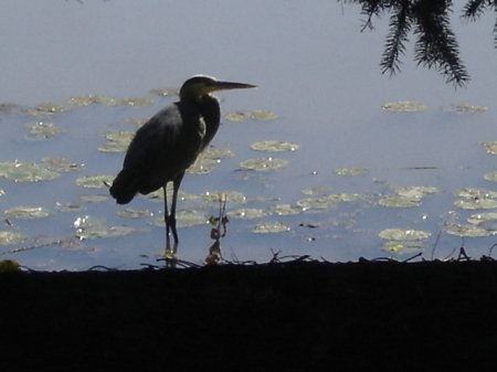 Blue Heron Holland Landing