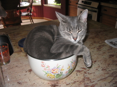 Beverly asleep in my cereal bowl