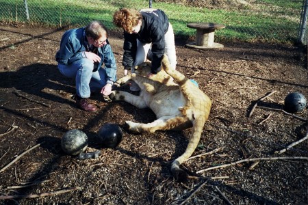 Joseph, the "Tiger Lady," and me