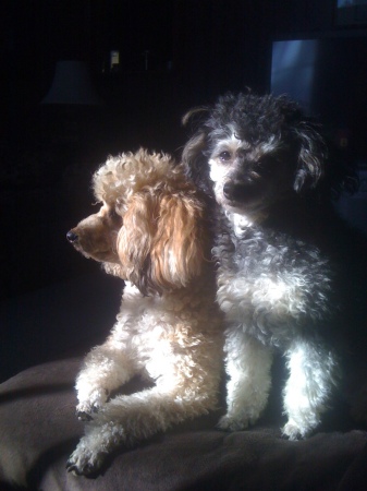 Miles & Millie my poodles.