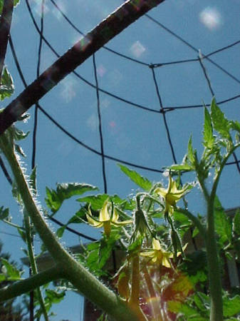 Just a tomato plant shot from a creative angle