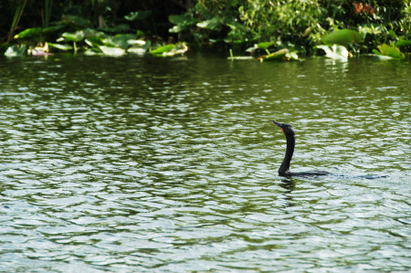 Bird in the Everglades in Fl